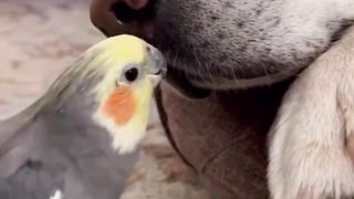 Parrot Lovers| میاں مٹھو