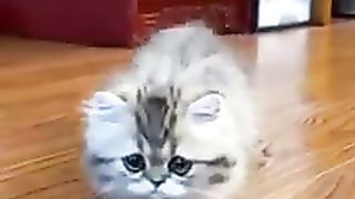 Cute baby cats tik tok videos