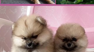 Cute Puppies