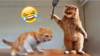 Funniest Animals! Funniest Cats and Dogs_Pets Family