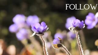 beautiful flower