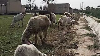 lambs and goats