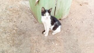 Its a beautiful street cat