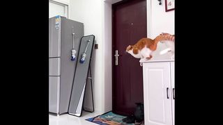 What To Do If Your Cats Are Farting - Open Your Mobile & Make a Vedio Like This ????
