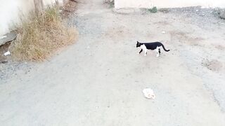 Stray cat funny