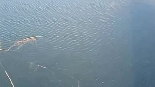 Fishf