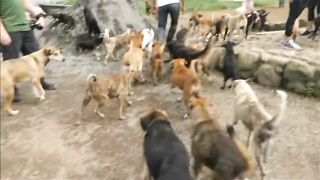 Beautiful and cute dog video