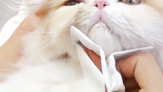 Cute kitten Relaxing and Enjoying