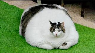 Смешные животные собаки,кошки  2023