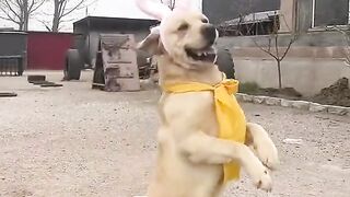 THE DOG AK DANCER