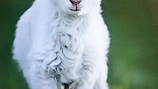 Little beautiful lamb