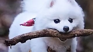 beautiful puppy