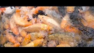 viral video of febspot,trending video of febspot