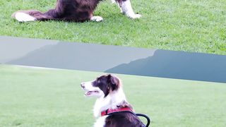 Cute Dogs