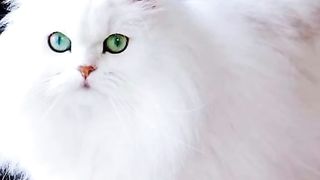 Beautiful cat videos