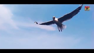 Hik Dien Hosi Mera Dawa Hai (Official Video)  Mujahid Mansoor Malangi  Tp Gold(720P_HD)