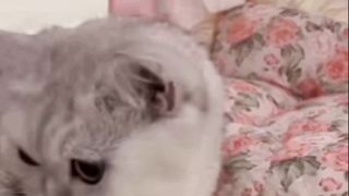 Cute cat ????