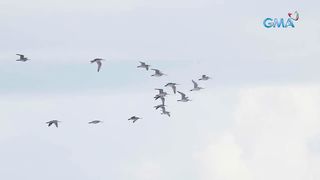 the stopover of migratory birds from Alaska and Siberia