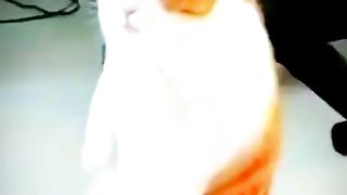 Funny cats