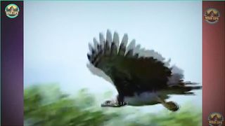 The Craziest Eagle Hunts Of All Time Captured On Camera
