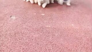 Cute and beautiful dog video