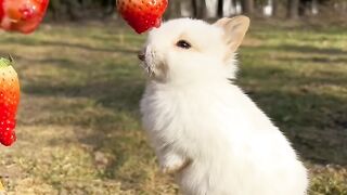 Rabbit eating