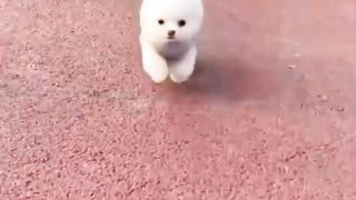 Cute dog video