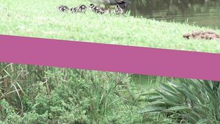 Cute Ducks
