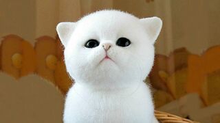 jokes with pets 2023