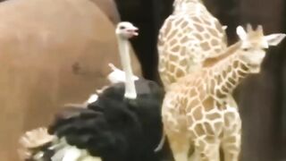 Animal Fight