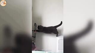 File name Funny_cats_and__videos_????????|_Funniest_animal_videos_#12(360p).