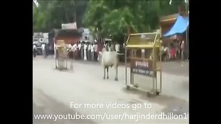 #WAPSPOT.MOBI_Punjabi Totay Funny Animal  video