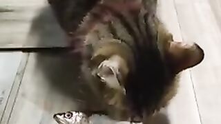 File name Funny_cats_and__videos_????????|_Funniest_animal_videos_#12(360p).