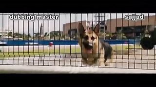 WAPSPOT.MOBI_Latest Funny Video With Dogs Punjabi Dubbing With Dog.