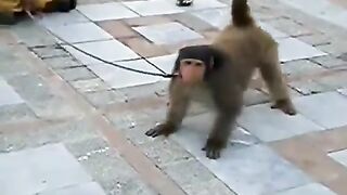 WAPSPOT.MOBI_Funny Clip Punjabi Totay Monkey Carteb.