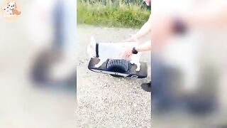 Funny_cats_and_dogs_videos_????????|_Funniest_animal_videos_#94(360p). Upload video