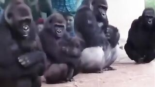 Monkey Enjoy the Rain
