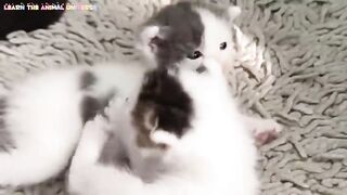 Funny_cat_and_kitten_meowing_-_very_adorable(480p).