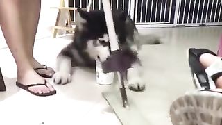 Dog Funy clips.amizing