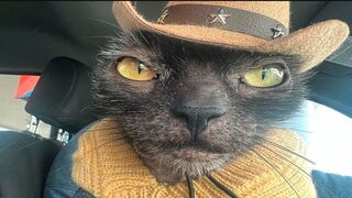 Very funny animals dogs Cats other pets