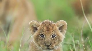 Loin shotr video clip #loin #febspot #wildlife
