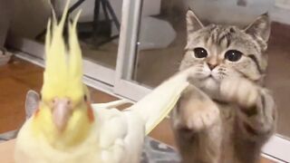 Cute kitten and Perot friendship ????????????