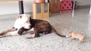Tiny chihuahua puppy adorably teases sleepy American bulldog