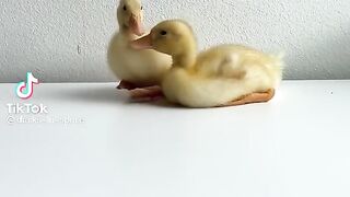 Ducks
