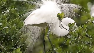 This bird shape is Spider Web