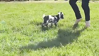 Goat baby.