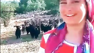 After hearing the girl's words, the goats ran to her..