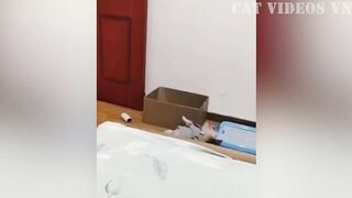 Funny videos cats and dogs 2023