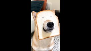 funny dog video(tiktok)