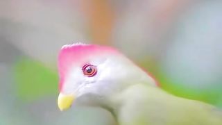 World Beautiful Bird